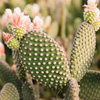 plod kaktusa100